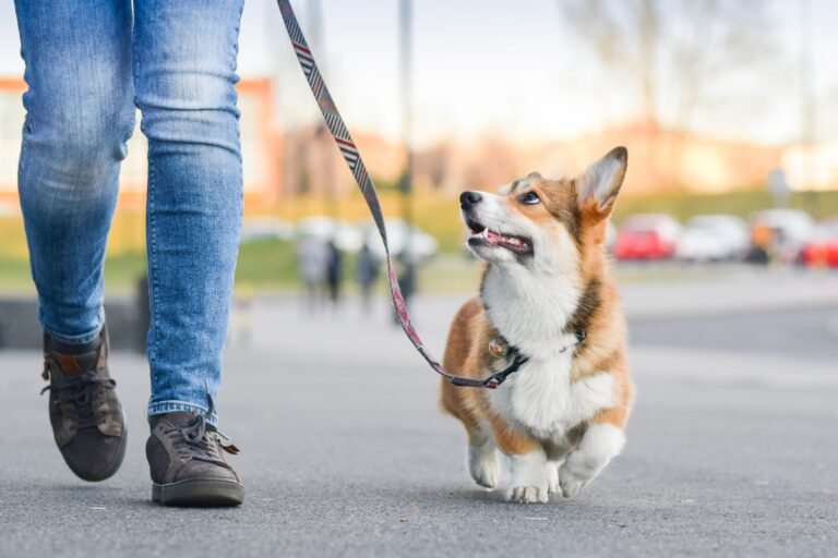 loose leash walking for puppies