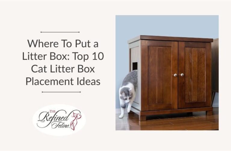 Where To Put a Litter Box