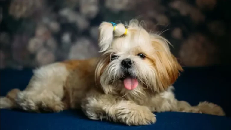 5 Most Friendly Dog Breeds Perfect For First-Time Pet Parents Cavalier King Charles Spaniel