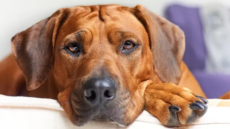 5 Natural Therapies That Can Help Canine Seizures