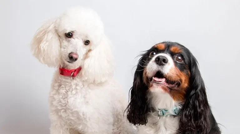 5 Questions to Ask Yourself Before Bringing Home a Second Dog