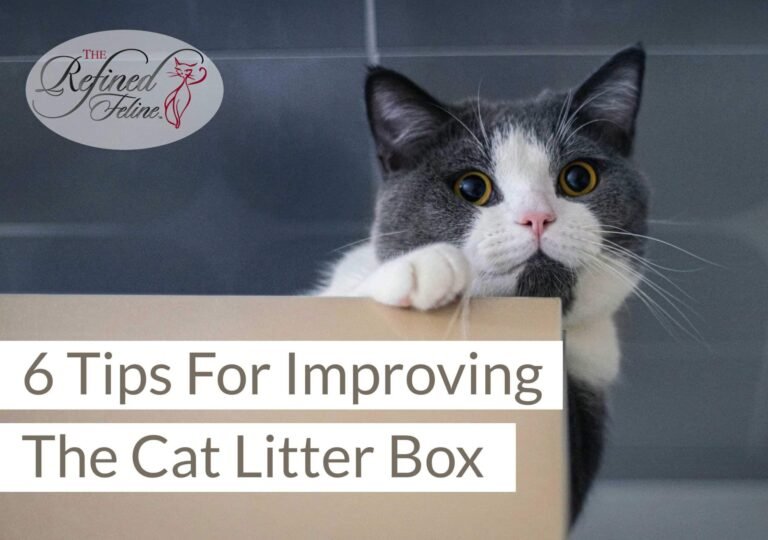 6 Tips For Improving The Cat Litter Box