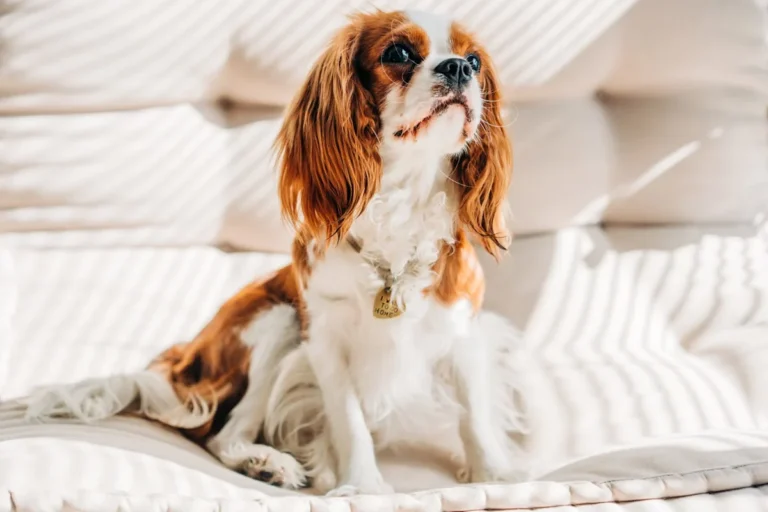 9 Best Dog Breeds for Small Homes—Including the “40 mph Couch Potato”