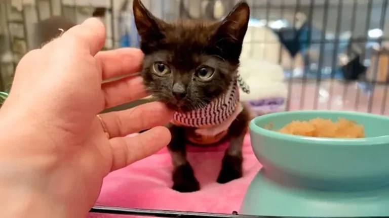 A Backyard Find Turned Into a Miracle