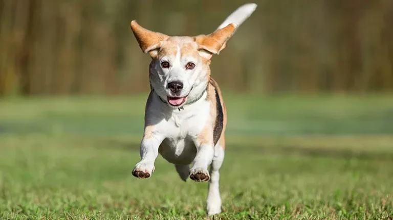A Pain-Relief Therapy That Is Helping Pets Move Again