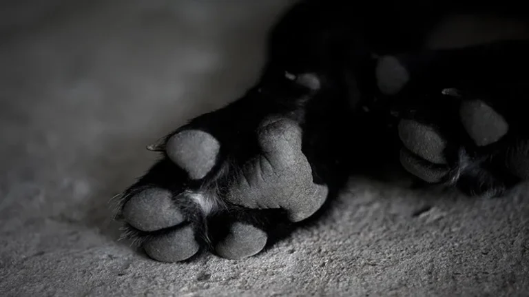 Aflatoxins Cause Acute Toxic Illness and Cancer