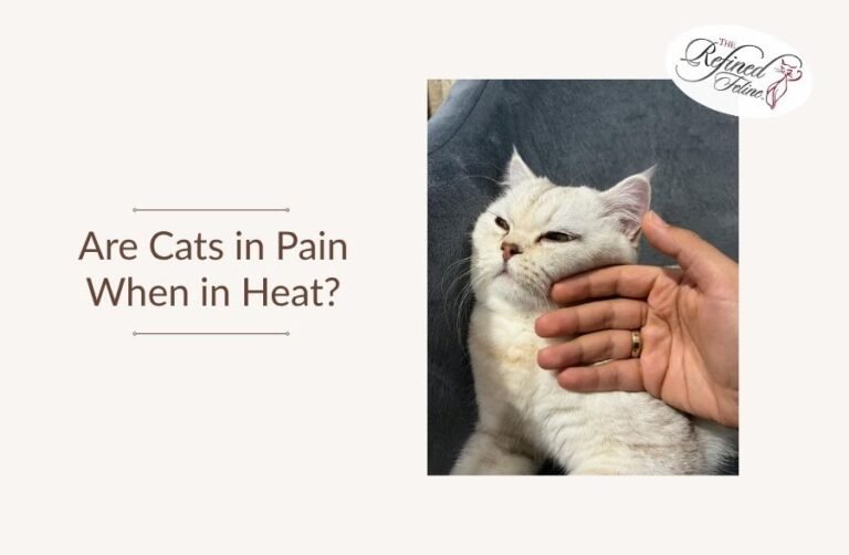 Are Cats in Pain When in Heat?