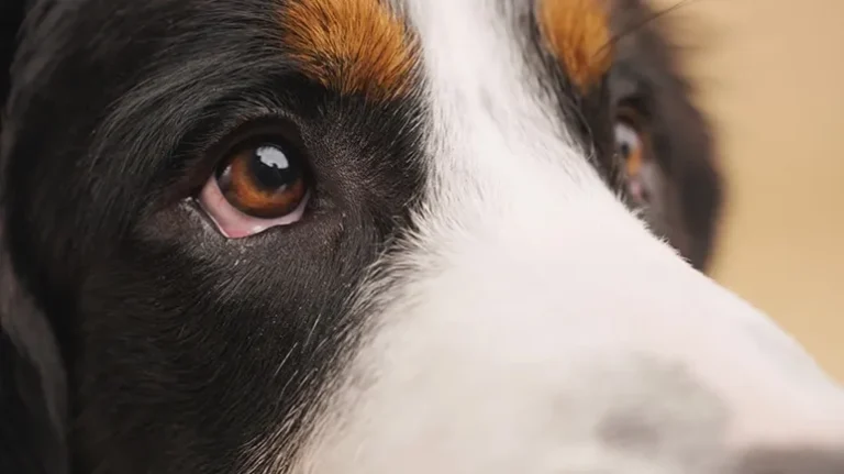 Are Dogs Color Blind? Here's What They Actually See