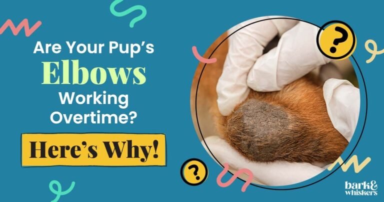Are Your Pup's Elbows Working Overtime? Here's Why!