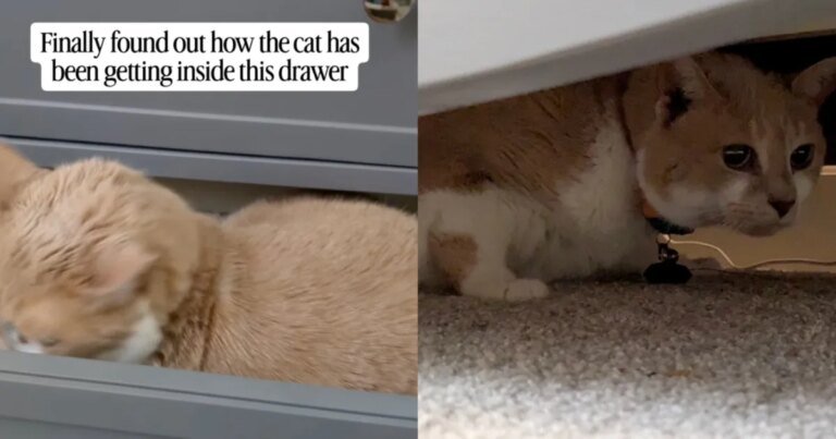 Baby Proofing Can’t Stop Cat From Sneaking Inside a Drawer