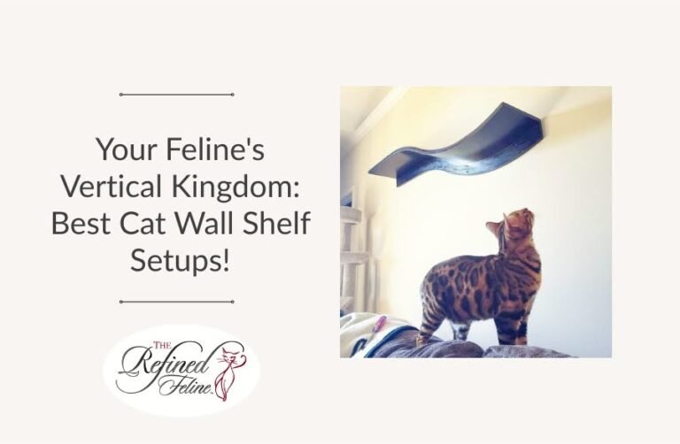 Your Feline's Vertical Kingdom: Best Cat Wall Shelf Setups!