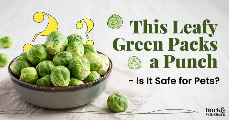 Can Brussels Sprouts Be a Healthy Pet Treat?