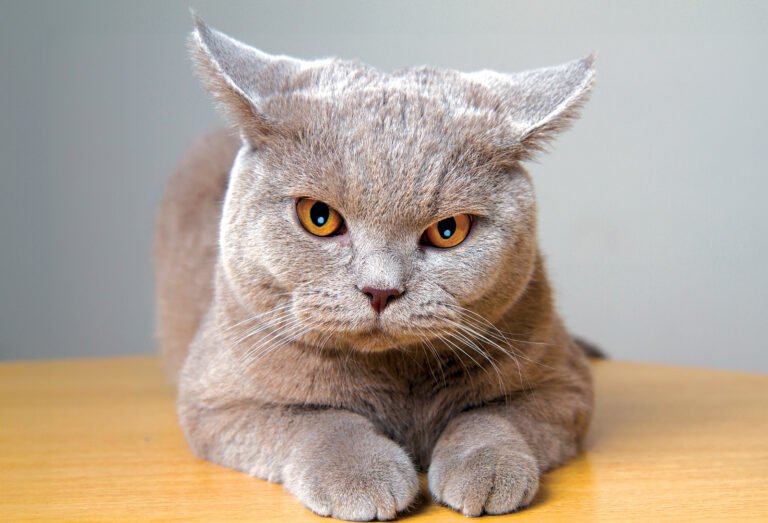 Can Cats Tell Time? How Routine Changes Can Stress Your Cat Can Cats Tell Time? How Routine Changes Can Stress Your Cat