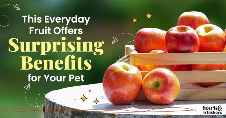 Can Pets Eat Apples?