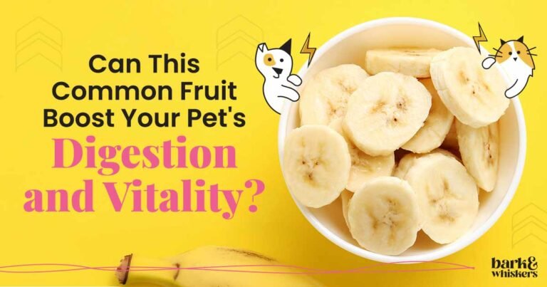 Can Pets Eat Bananas?