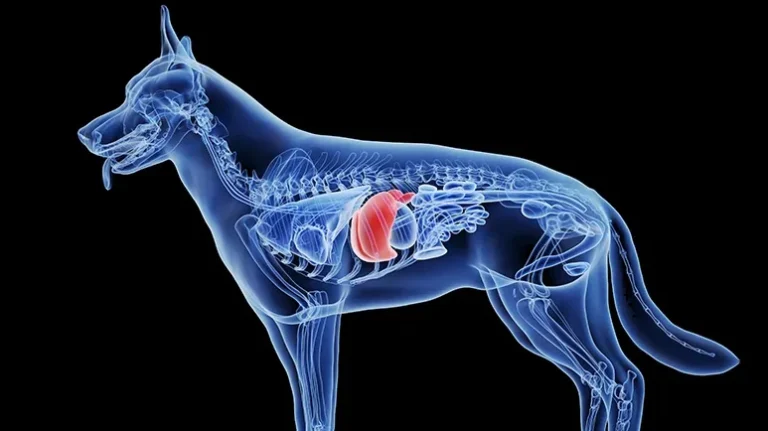 Can Too Much of This Mineral Damage Your Pup's Liver?