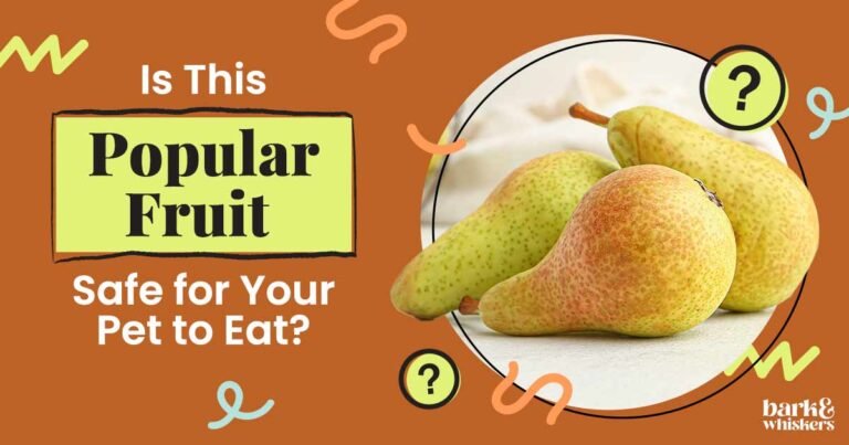 Can You Feed Pears to Your Pets?
