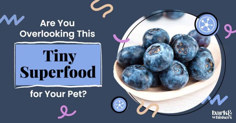 Can Your Pets Eat Blueberries?