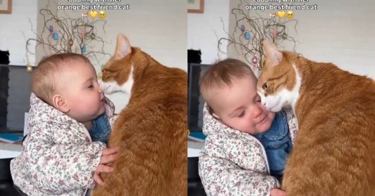 Cat Adorably Cuddles & Showers Baby With Love