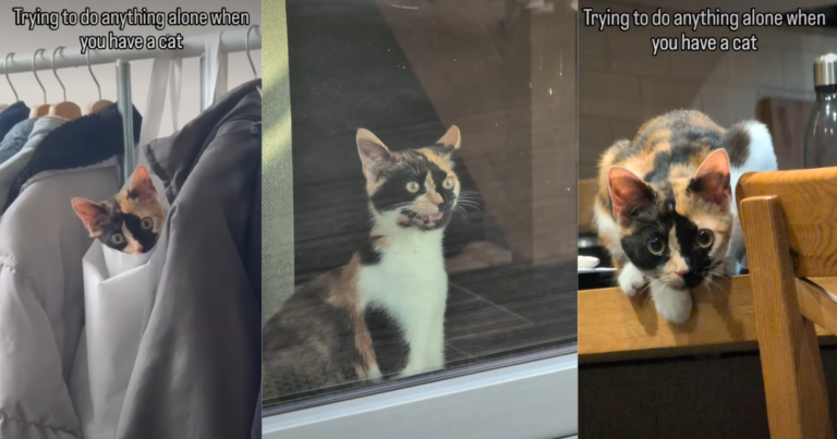 Cat Being ‘Clingy’ With Owner in Most Adorable Way Possible