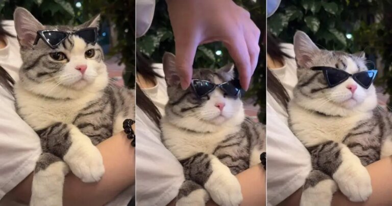 Cat Channels Ultimate ‘Diva’ Energy While Wearing Sunglasses