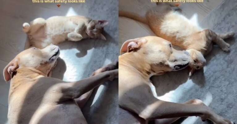 Cat Couldn’t Feel Safer With a Dog by His Side as They Soak up Some Sun Cat Couldn’t Feel Safer With a Dog by His Side as They Soak up Some Sun