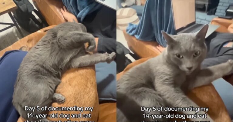 Cat Curls up on Senior Dog, Showing They’d Pick Each Other Every Day