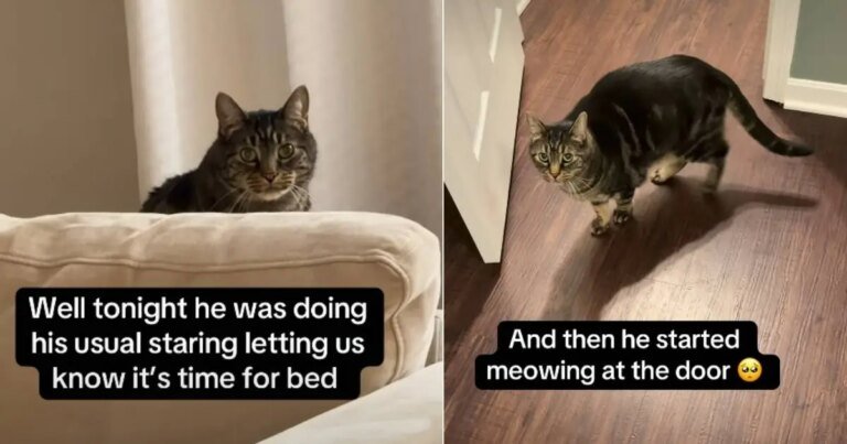 Cat Expects 'Royalty' Treatment at Bedtime for a Reason