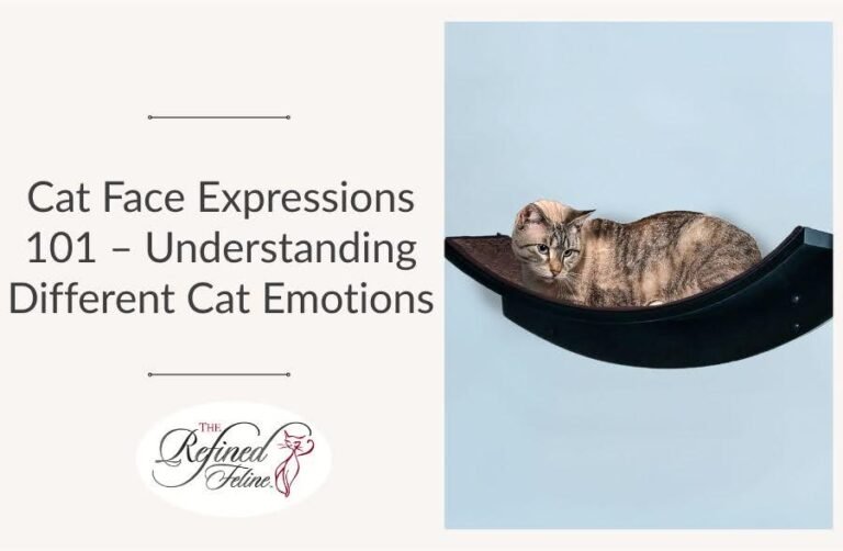 Cat Face Expressions 101