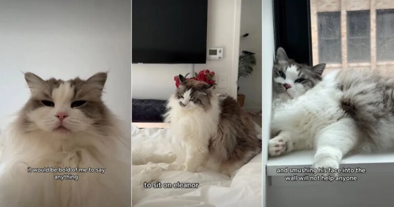 Cat Feels ‘Devastated’ as Furry Sister Doesn’t Let Him Sit on Her