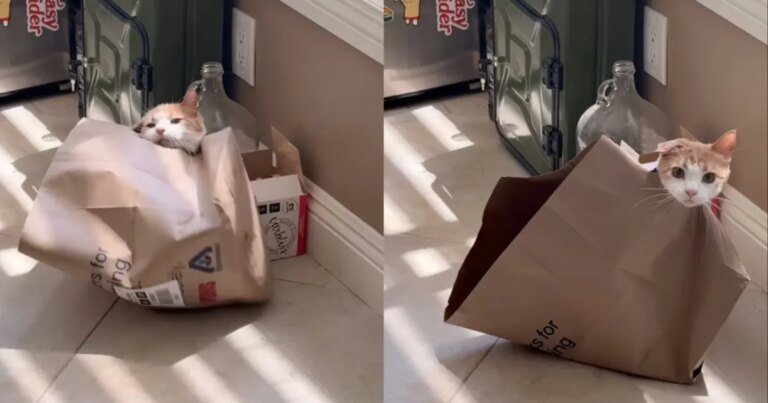 Cat Finds Adorable Way of Getting Out of Paper Bag