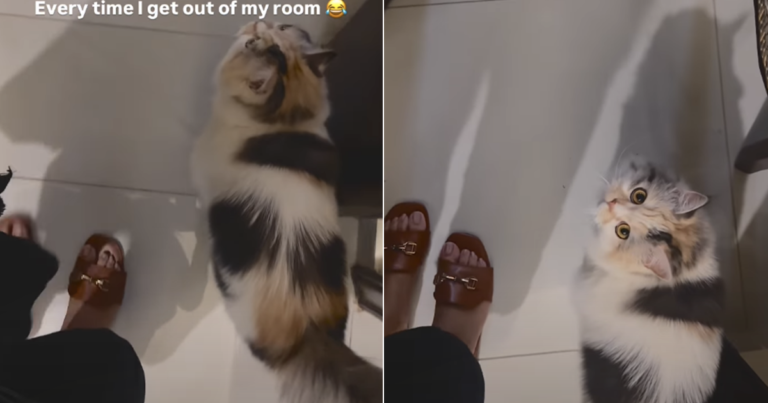 Cat Follows Owner’s Every Step in Most Adorable Way
