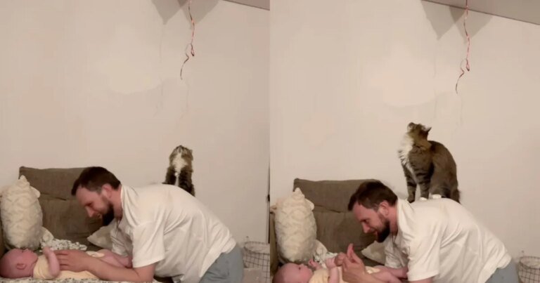 Cat Gets on Owner’s Back To Retrieve Balloon