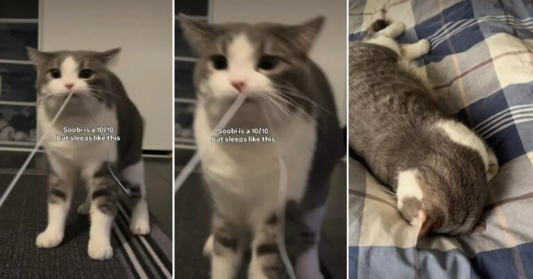 Cat Goes Viral for How She Sleeps