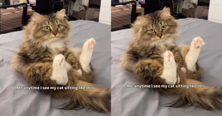 Cat Goes Viral for Making This Unique Sitting Posture
