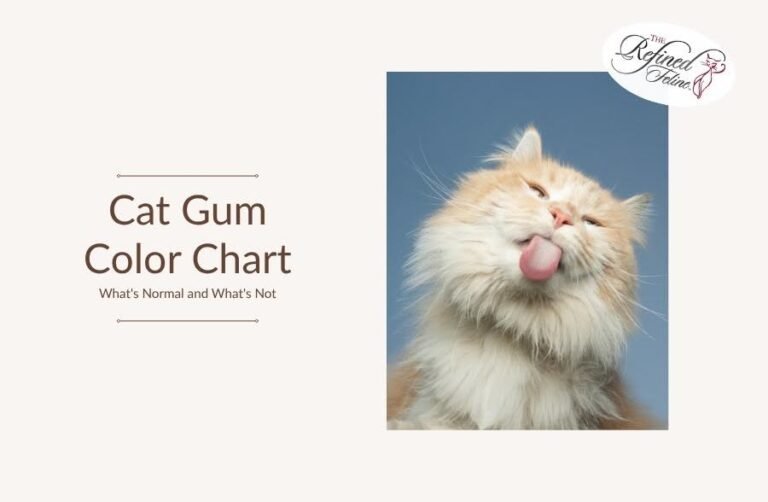Cat Gum Color Chart: What's Normal and What's Not