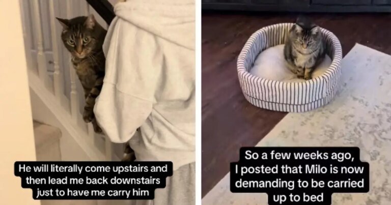 Cat Is Very Serious About How He Wants To Be Carried To Bed
