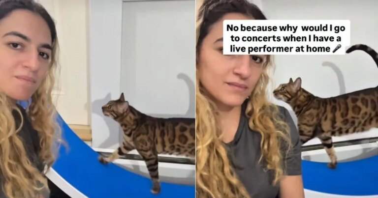 Cat Loves Doing Free Live Performances for Owner