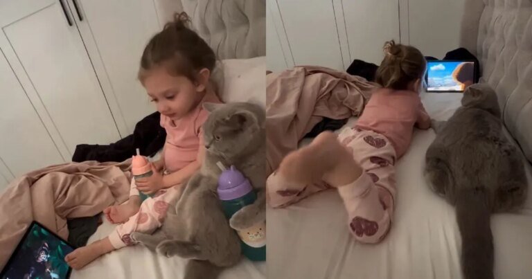 Cat Loves Watching Animation With Toddler