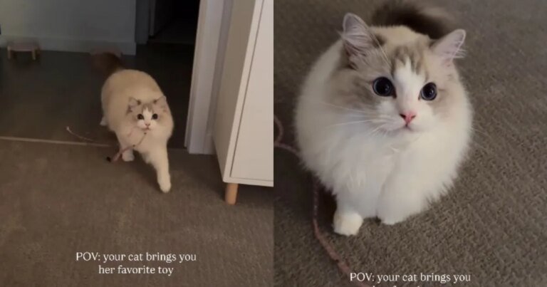 Cat Makes Owner’s Day Special by Bringing Her Favorite Toy