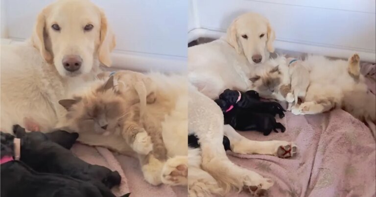 Cat Snuggles up With Dog & Her Little Puppies To Help Co-Parent Them Cat Snuggles up With Dog & Her Little Puppies To Help Co-Parent Them