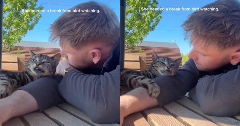 Cat Takes Break From Bird-Watching by Cuddling Owner
