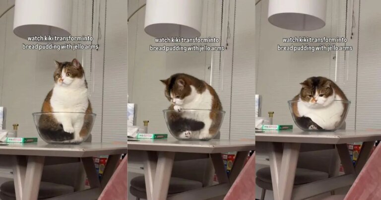 Cat Transforms Into 'Jello Pudding Pie' Within Seconds