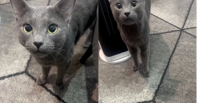 Cat Tries To Trick Owner Into Feeding Him Twice in Morning