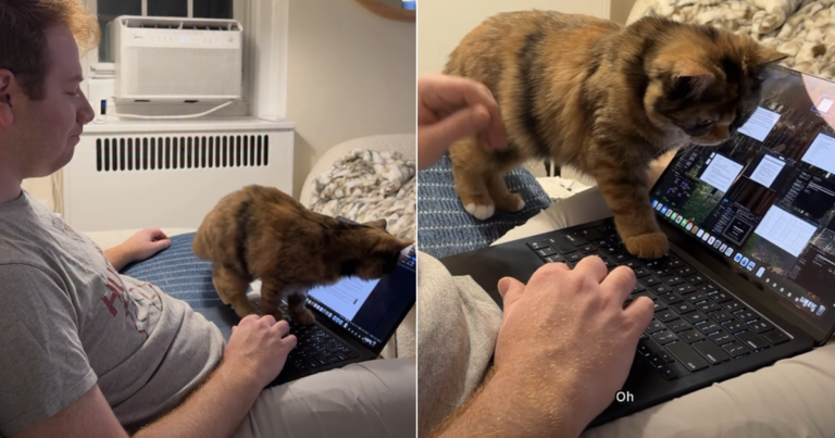 Cat Wants To Help Dad With Office Work