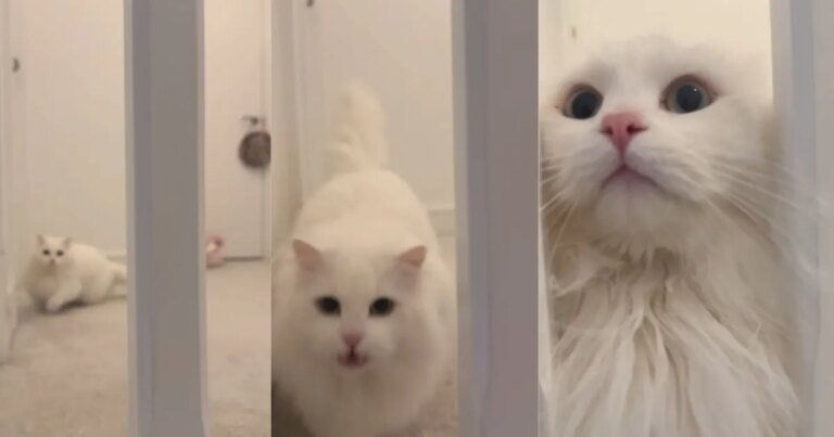 Cat’s 'Adorable' Greeting for Owner Steals Hearts