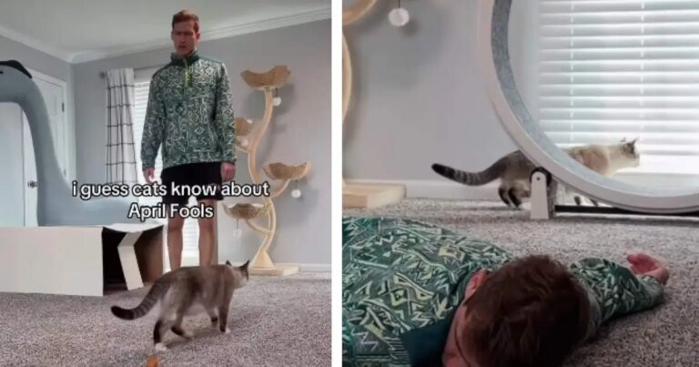 Cats Are Too Smart To Fall for Owner’s April Fools Prank