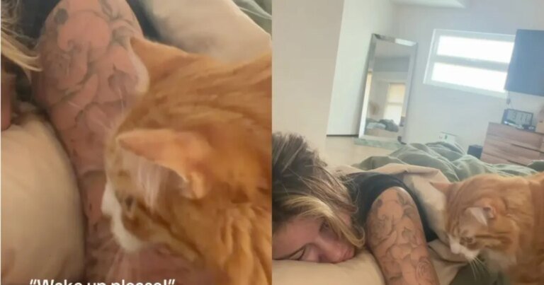 Cats Are ‘Surprisingly Nice’ To Sleepy Owner When Asking for Breakfast