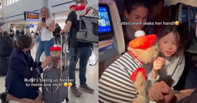Cats Capture Everyone’s Hearts During Flight to Paris
