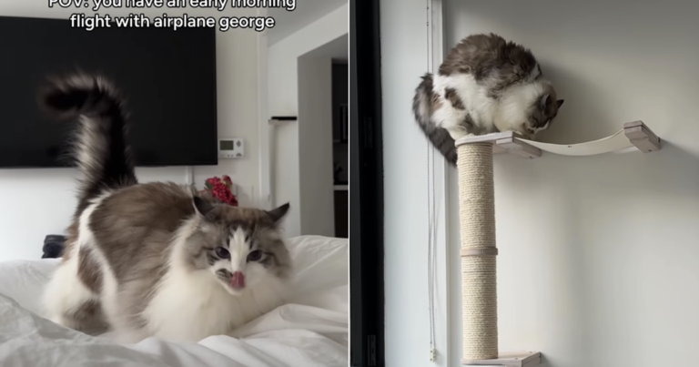 Cat’s Early Morning ‘Flight’ Routine at Home Is Super Fun